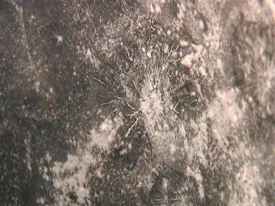 Link to Backyard Experimenter