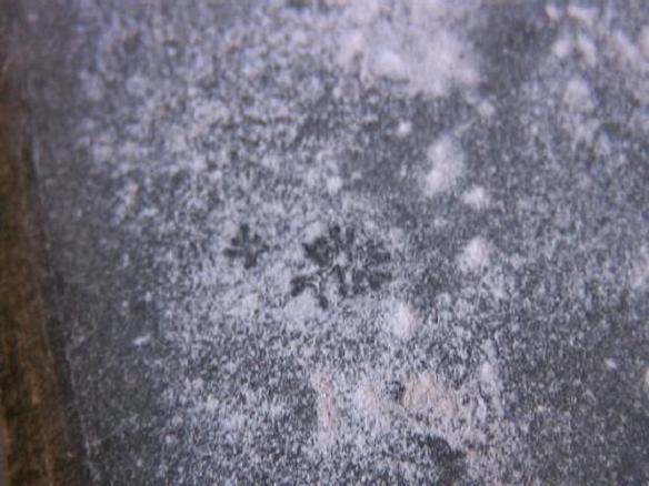 Negative and Positive attributes in one spider.  Link to Backyard Experimenter