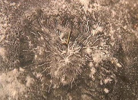 Positive relief Spidery deposits (See Mars' Stars like features)